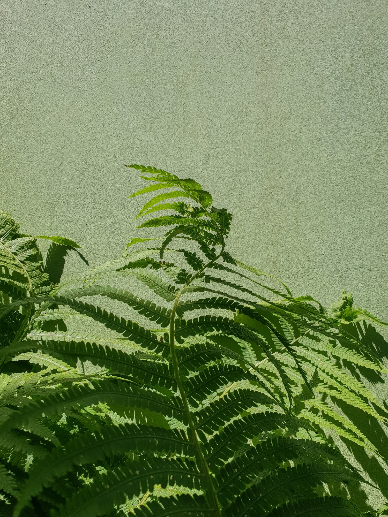 gut, meet mind. Gennue. Gennue Lab. / gut health / Brisbane / supplements / probiotics / prebiotics, postbiotics.
